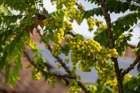 star gooseberry (Phyllanthus acidus) tree branch with ripe fruits. Shows the natural beauty and abundance of this tropical fruit.の写真素材