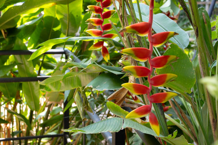 vibrant Heliconia rostrata flowers, also known as Lobster Claw or False Bird of Paradise. The striking red and yellow bracts hang downwards, surrounded by lush green foliage in a tropical garden setting.の写真素材