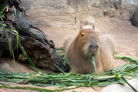 Capybara (Hydrochoerus hydrochaeris)の写真素材
