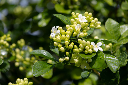 Murraya paniculatacluster of small, green buds is nestled among lush green leaves. Bathed in soft sunlightの写真素材