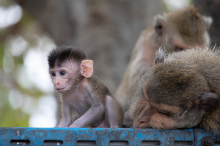 curious baby monkey sits close to two adult monkeys in a natural environment, showcasing family...