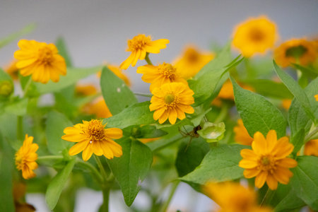 close-up shot of bright yellow Melampodium divaricatum flowers, also known as Butter Daisies. The...