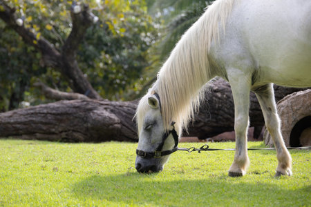 White horse eating grass in the park, shallow depth of field.の写真素材