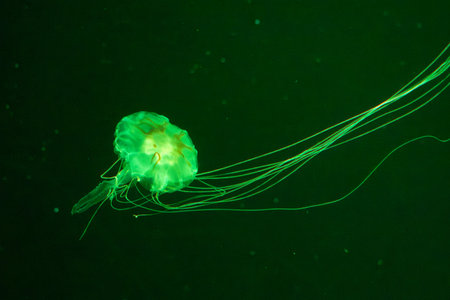 solitary jellyfish gracefully glides through the water, its translucent body and long, trailing tentacles creating a mesmerizing sight. The soft, ethereal glow of the jellyfish against the dark, mysterious background evokes a sense of wonder and tranquility. This underwater image captures the delicate beauty and mysterious natureの写真素材