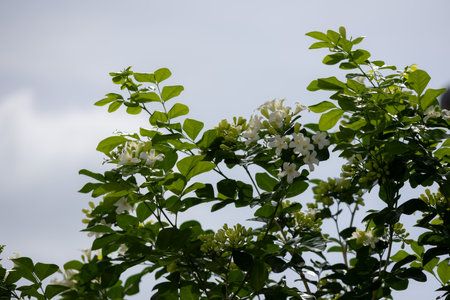 Murraya paniculata cluster of small, green buds is nestled among lush green leaves. Bathed in soft sunlightの写真素材