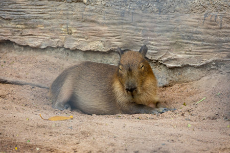 A large, brown capybara sits in a sandy enclosure, munching on a blade of grass. Its relaxed expression and gentle demeanor make it a popular animal among zoo visitors.の写真素材
