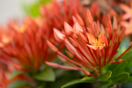Close up of Ixora coccinea flower in the gardenの写真素材