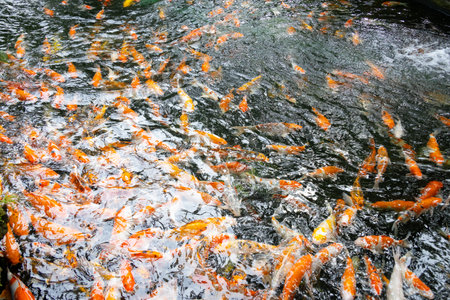 colorful koi fish. The orange, white, and black koi swim gracefully through the clear water, creating a mesmerizing display of color and movementの写真素材