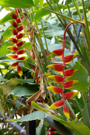 vibrant Heliconia rostrata flowers, also known as Lobster Claw or False Bird of Paradise. The striking red and yellow bracts hang downwards, surrounded by lush green foliage in a tropical garden setting.の写真素材