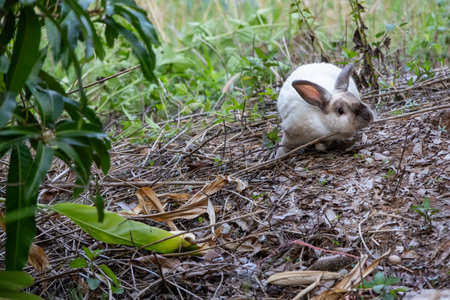 cute rabbit sitting among dry leaves and green plants. The rabbit is mostly white with some brown markings and is eating.の写真素材