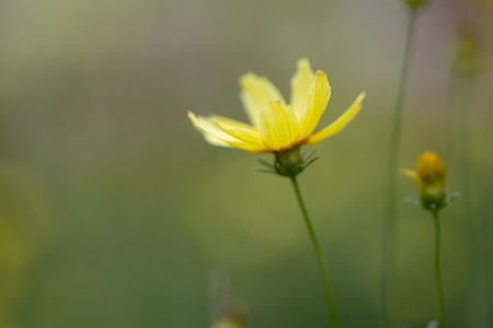 field of vibrant yellow tickseed flowers basks in the warm sunlight. The delicate petals of each flower are perfectly illuminated, creating a stunning display of color and texture.の写真素材
