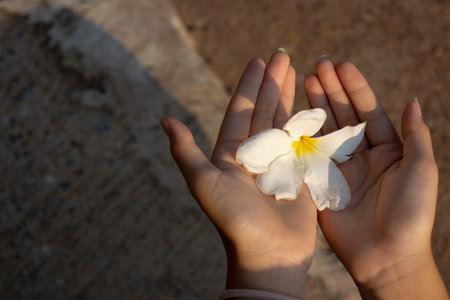 white Plumeria (Frangipani) flower held gently in a person's hand. The flower's creamy white petals with a yellow center are in focus against a blurred brown background.の写真素材