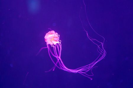 solitary jellyfish gracefully glides through the water, its translucent body and long, trailing tentacles creating a mesmerizing sight. The soft, ethereal glow of the jellyfish against the dark, mysterious background evokes a sense of wonder and tranquility. This underwater image captures the delicate beauty and mysterious natureの写真素材