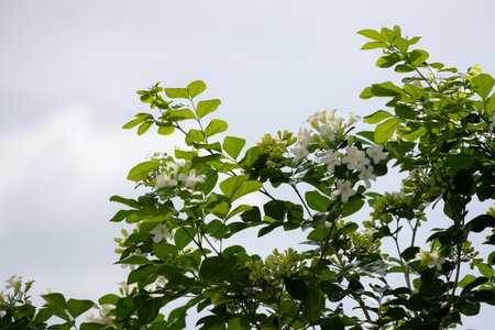 White flowers of jasmine in the garden on blue sky backgroundの写真素材