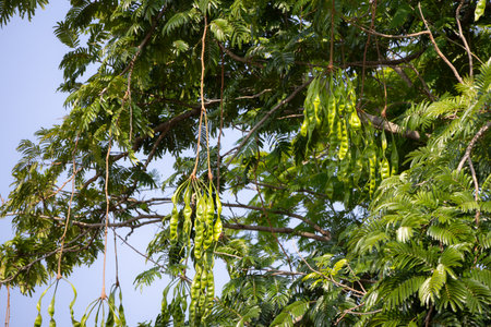 Soybean pods hanging on a tree in the garden, Thailand.の写真素材