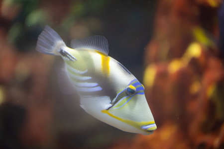 tropical fish in the aquarium, closeup of photo with shallow depth of fieldの写真素材