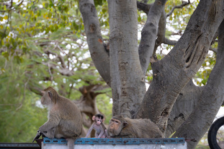 curious baby monkey sits close to two adult monkeys in a natural environment, showcasing family bonding and wildlife behavior among primates backgroundの写真素材