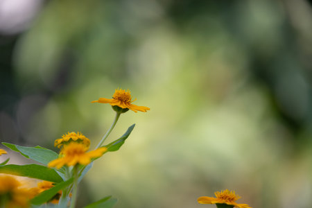 bright yellow Dahlberg Daisy (Thymophylla tenuiloba), also known as Golden Fleece or Pricklyleaf. The small, cheerful flower stands out against a blurred green backgroundの写真素材