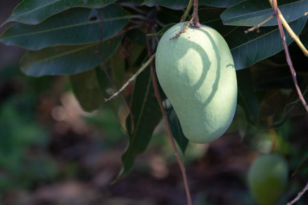 close-up shot of several unripe, green mangoes hanging from a branch of a mango tree. The young fruits are surrounded by branches and leaves, with a softly blurred background.の写真素材
