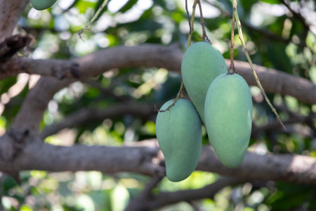 close-up shot of several unripe, green mangoes hanging from a branch of a mango tree. The young fruits are surrounded by branches and leaves, with a softly blurred background.の写真素材