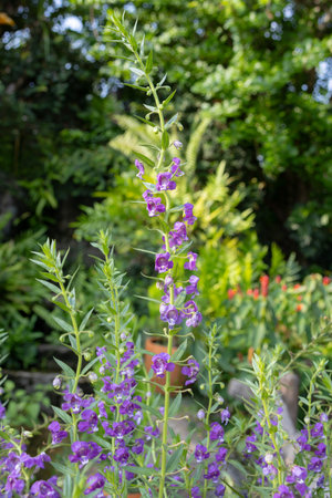 purple Angelonia angustifolia flowers, also known as Summer Snapdragon or Little Turtle Flower. The small, vibrant blooms grow along slender stems with light green leavesの写真素材