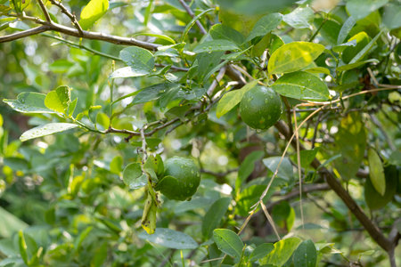 close-up shot of a single, green Kaffir lime (Citrus hystrix or Makrut lime) growing on a branch amidst lush green leaves. Water droplets are visible on the fruit and foliageの写真素材