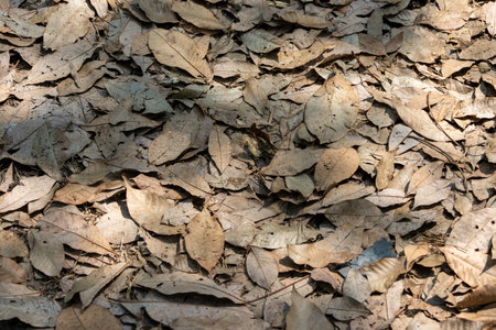 A top-down close-up of a dense layer of dry, brown leaves covering the ground. Sunlight creates shadows and highlights the varied textures and shapes of the fallen leaf litter.の写真素材