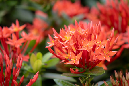 bright red Ixora coccinea flowers, also known as Scarlet Jungle Geranium or Flame of the Woods. Clusters of small, star-shaped blooms stand out against the lush green foliage. This image captures the intensity and beauty of these tropical flowers.の写真素材