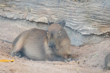 A large, brown capybara sits in a sandy enclosure, munching on a blade of grass. Its relaxed expression and gentle demeanor make it a popular animal among zoo visitors.の写真素材