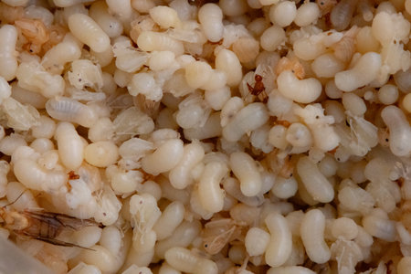close-up showing a mass of white and translucent red ant eggs, larvae, and pupae. A few adult red ants and winged reproductives are also visible. This image captures the intricate life cycle stages of these insects, often considered a delicacy in Thailand.の写真素材