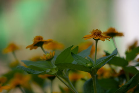 bright yellow Dahlberg Daisy (Thymophylla tenuiloba), also known as Golden Fleece or Pricklyleaf. The small, cheerful flower stands out against a blurred green backgroundの写真素材