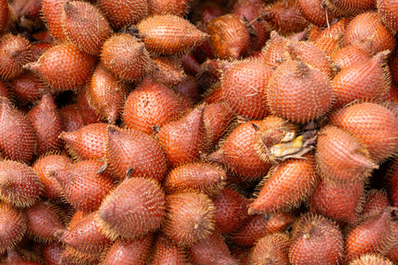 pile of Salacca fruits, also known as snake fruit, showcasing their unique reddish-brown, scaly skin and thorny appearance. The fruits are clustered together, highlighting their tropical origin.の写真素材