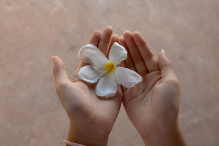 white Plumeria (Frangipani) flower held gently in a person's hand. The flower's creamy white petals with a yellow center are in focus against a blurred brown background.の写真素材