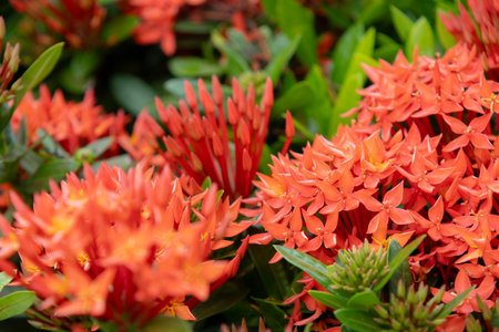bright red Ixora coccinea flowers, also known as Scarlet Jungle Geranium or Flame of the Woods....