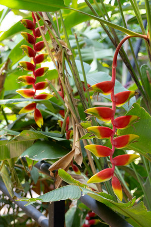 vibrant Heliconia rostrata flowers, also known as Lobster Claw or False Bird of Paradise. The striking red and yellow bracts hang downwards, surrounded by lush green foliage in a tropical garden setting.の写真素材