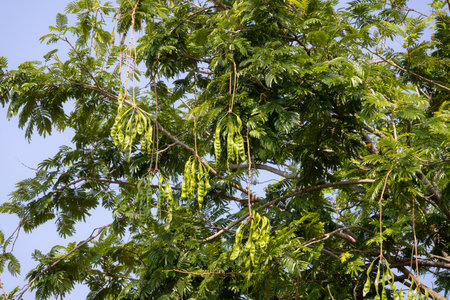 clusters of green stink beans (petai or Parkia speciosa) hanging from the branches of a tree. The long, slender pods are surrounded by leaves and branchesの写真素材