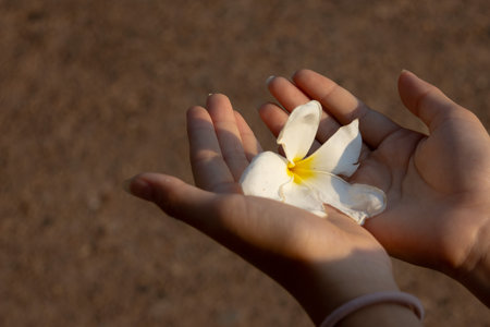 white Plumeria (Frangipani) flower held gently in a person's hand. The flower's creamy white petals with a yellow center are in focus against a blurred brown background.の写真素材