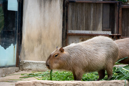A large, brown capybara sits in a sandy enclosure, munching on a blade of grass. Its relaxed expression and gentle demeanor make it a popular animal among zoo visitors.の写真素材
