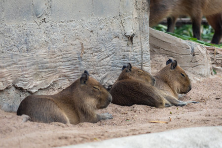 A large, brown capybara sits in a sandy enclosure, munching on a blade of grass. Its relaxed expression and gentle demeanor make it a popular animal among zoo visitors.の写真素材