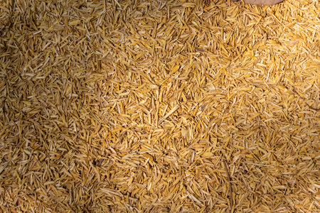 close-up shot of a dense layer of golden-yellow rice husks. The texture shows the individual hulls and their random arrangement, creating a natural and agricultural background.の写真素材