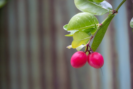 Vibrant red Carissa carandas (Karonda) fruits hang from green branches with glossy leaves, set...
