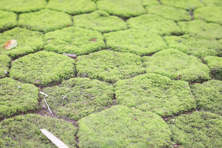 Close-up of hexagonal stone pavement overgrown with vibrant green moss, featuring small scattered...