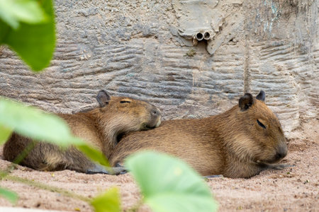 A large, brown capybara sits in a sandy enclosure, munching on a blade of grass. Its relaxed...