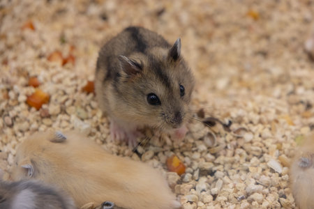 A small brown and white striped dwarf hamster with black eyes poses for the camera on a bed of seeds...