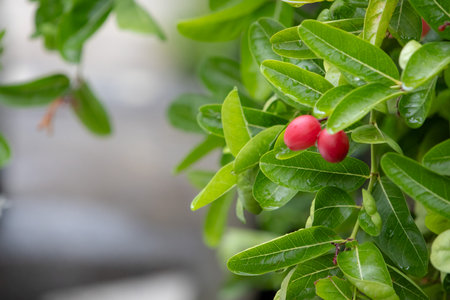 Vibrant red Carissa carandas (Karonda) fruits hang from green branches with glossy leaves, set...