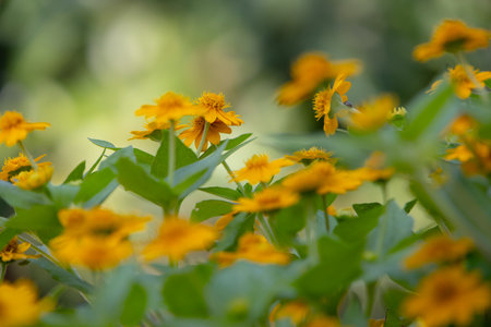 bright yellow Dahlberg Daisy (Thymophylla tenuiloba), also known as Golden Fleece or Pricklyleaf. The small, cheerful flower stands out against a blurred green backgroundの写真素材