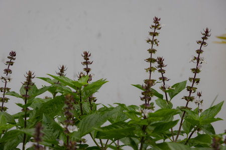close-up showing the purple flower spikes and green leaves of Thai basil (Ocimum basilicum var....