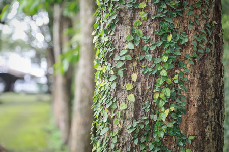 Close-up of tree trunk covered with small green creeping vines, with a blurred background of trees...