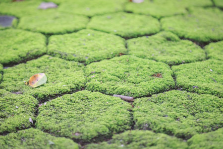 Close-up of hexagonal stone pavement overgrown with vibrant green moss, featuring small scattered...