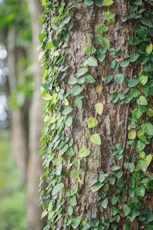 Close-up of tree trunk covered with small green creeping vines, with a blurred background of trees...